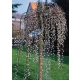 WIERZBA IWA Pendula zwisajaca Pakiet 5 sztuk żywopłot - sadzonki 140 / 160 cm